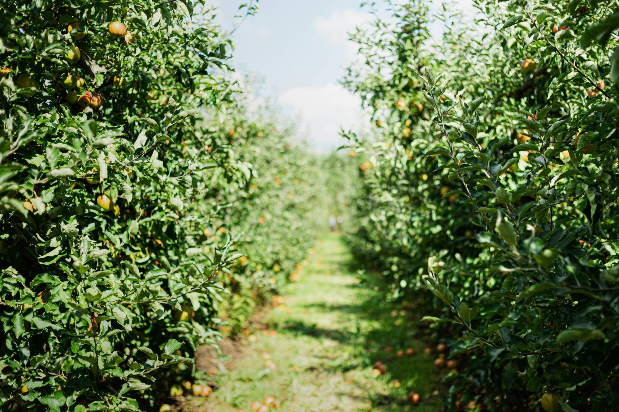A grass lane between two rows of apple trees heavy with fruit